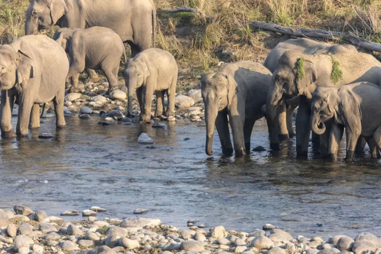 golden triangle and jim corbett