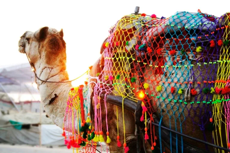 golden triangle tour with ajmer and pushkar
